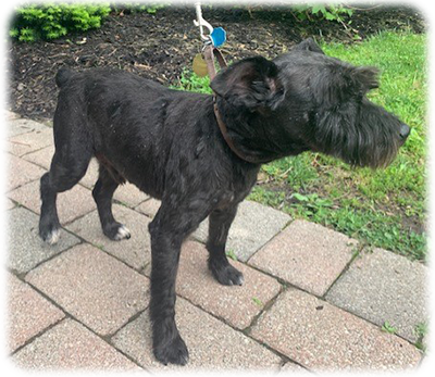 Schnauzer Rescue Cincinnati