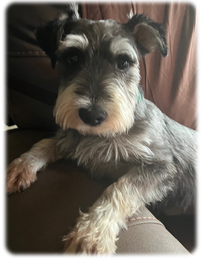 Schnauzer Rescue Cincinnati