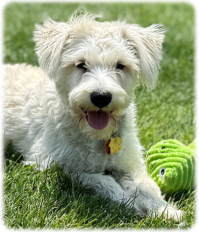 Schnauzer Rescue Cincinnati