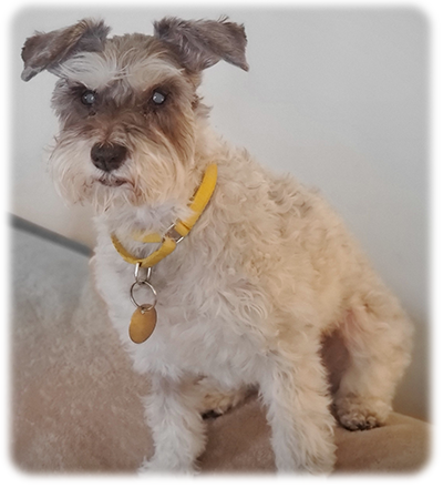 Schnauzer Rescue Cincinnati