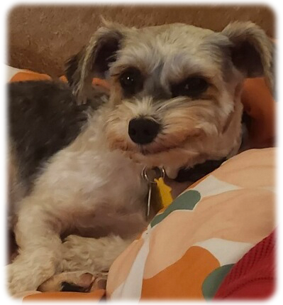 Schnauzer Rescue Cincinnati