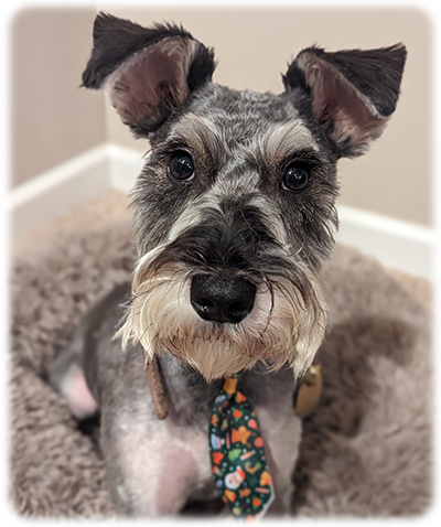 Schnauzer Rescue Cincinnati