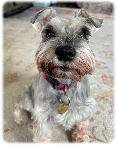 Schnauzer Rescue Cincinnati