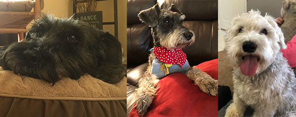 Schnauzer Rescue Cincinnati